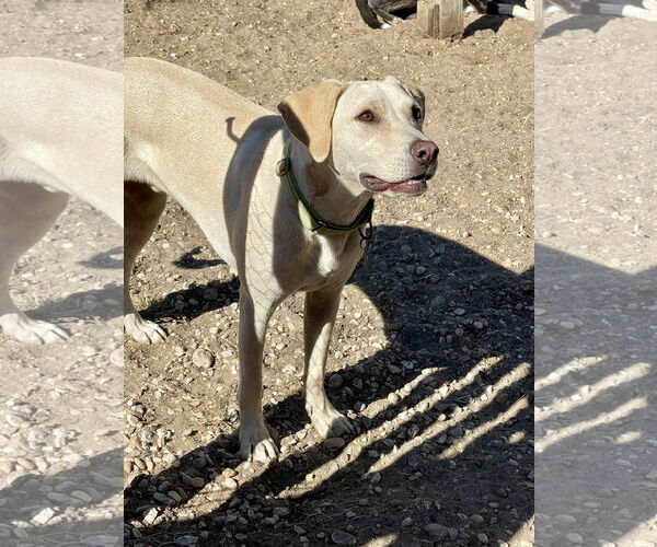 Medium Photo #5 Labrador Retriever-Unknown Mix Puppy For Sale in Oakhurst, NJ, USA