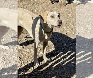 Toby - Totally Pawsome! - Male Labrador Retriever-Unknown Mix Dog for Adoption - Photo #5