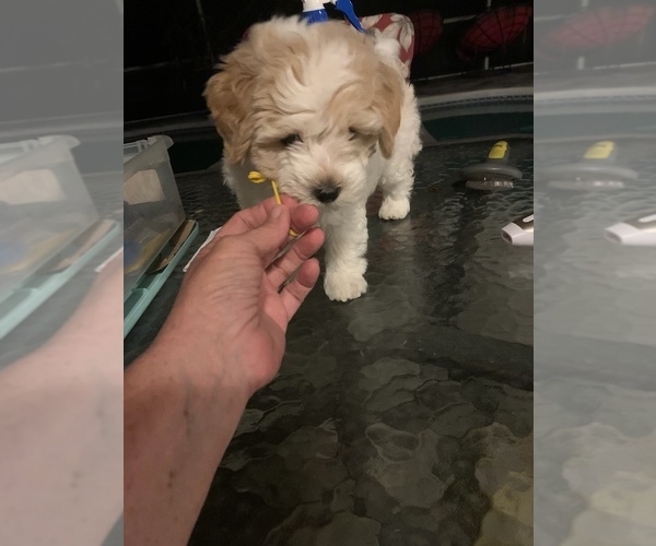 Medium Photo #9 Goldendoodle (Miniature) Puppy For Sale in EDGEWATER, FL, USA