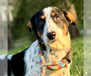 Border Collie-Dachshund Mix Dogs for adoption in Bristol, CT, USA