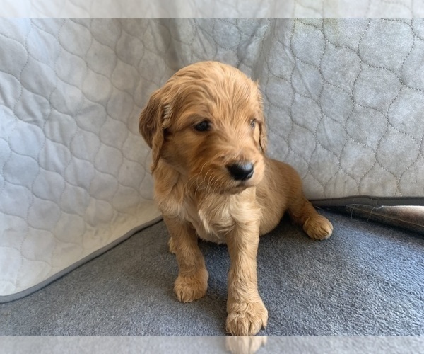Medium Photo #4 Goldendoodle Puppy For Sale in CALIMESA, CA, USA