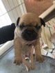Small Photo #1 French Bulldog Puppy For Sale in ALBUQUERQUE, NM, USA