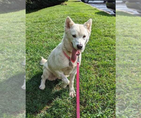 Medium Photo #6 Siberian Husky-Unknown Mix Puppy For Sale in Holly Springs, NC, USA
