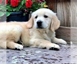 Golden Retriever Puppy for sale in DRY RUN, PA, USA