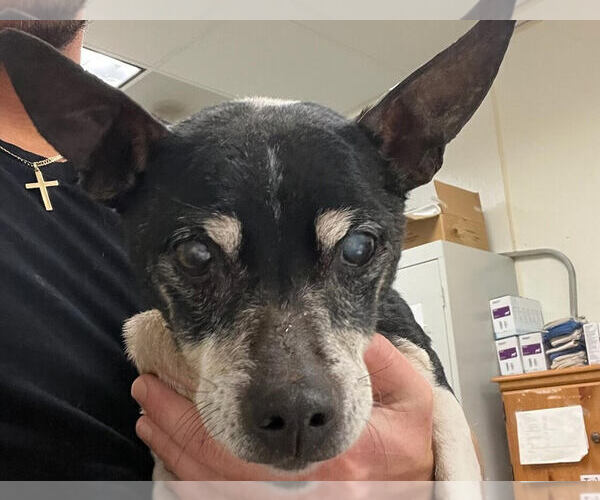 Medium Photo #2 Mutt Puppy For Sale in Petaluma, CA, USA