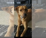 Small #1 Golden Labrador