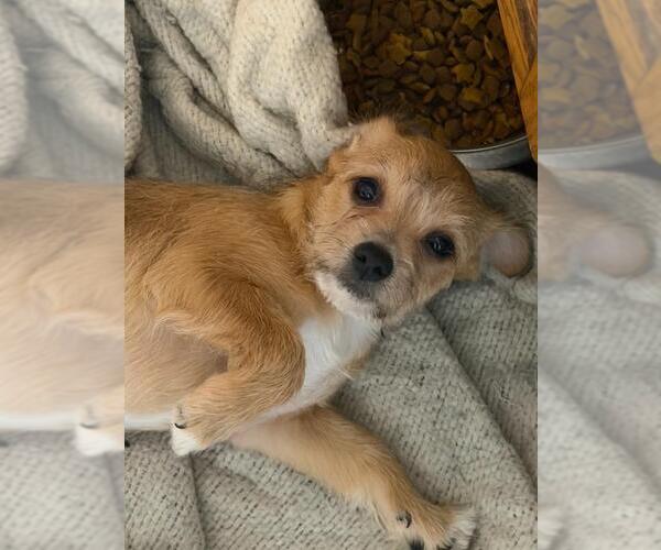 Medium Photo #2 Malchi Puppy For Sale in Hewitt, NJ, USA