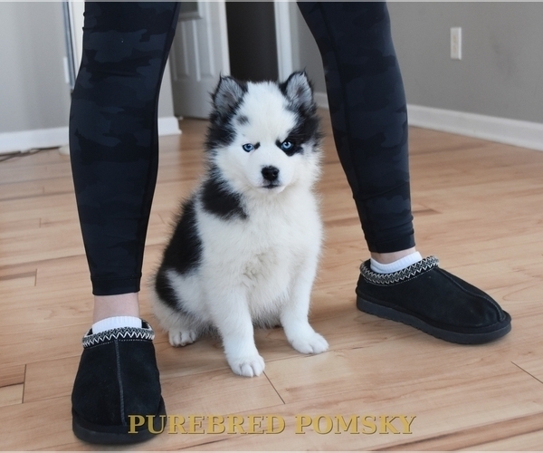Medium Photo #4 Pomsky Puppy For Sale in KANSAS CITY, MO, USA