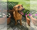 Small #4 Black Mouth Cur Mix