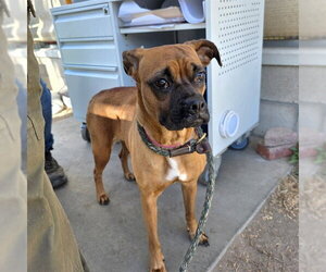 Box-a-Pug Dogs for adoption in Long Beach, CA, USA