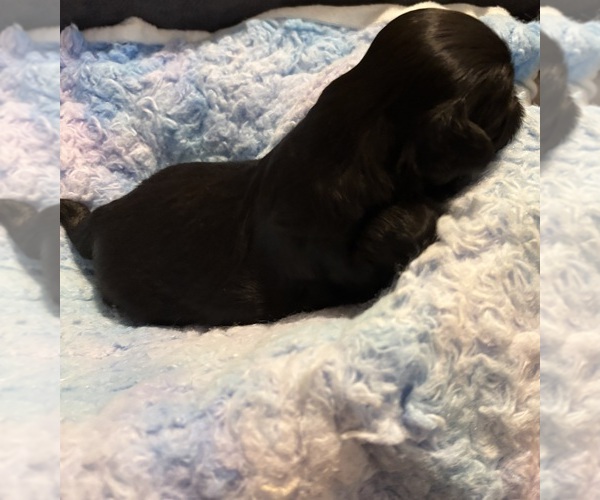 Medium Photo #3 Shih Tzu Puppy For Sale in BLUFFTON, SC, USA