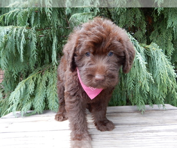 Medium Photo #3 Labradoodle Puppy For Sale in MILLERSBURG, OH, USA