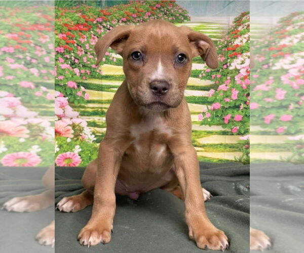 Medium Photo #4 American Staffordshire Terrier-Unknown Mix Puppy For Sale in Lakewood, CO, USA