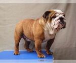 Small Photo #1 English Bulldog Puppy For Sale in REVERE, MA, USA