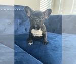 Small #13 French Bulldog