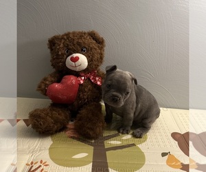 French Bulldog Puppy for sale in PGH, PA, USA