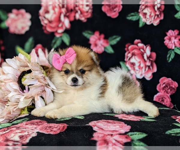 Medium Photo #5 Pomeranian Puppy For Sale in CHRISTIANA, PA, USA