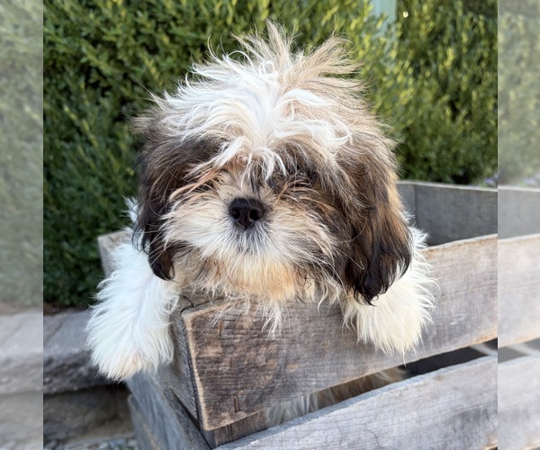 Medium Photo #4 Shih Tzu Puppy For Sale in MIDDLEBURY, IN, USA