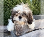 Small #3 Shih Tzu
