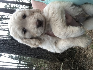 Labradoodle Puppy for sale in KATY, TX, USA