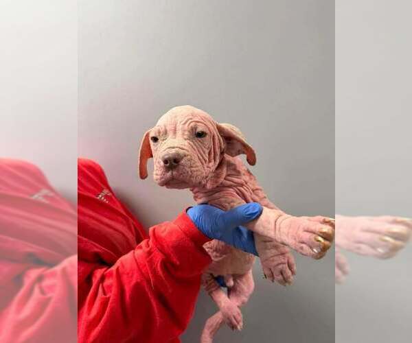 Medium Photo #9 Mutt Puppy For Sale in New York, NY, USA