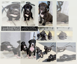 Cane Corso Puppy for sale in SUN VALLEY, CA, USA