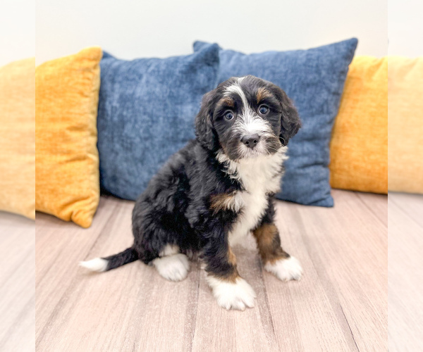 Medium Photo #4 Bernedoodle (Miniature) Puppy For Sale in DUNDEE, OH, USA