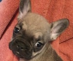 Puppy 3 French Bulldog