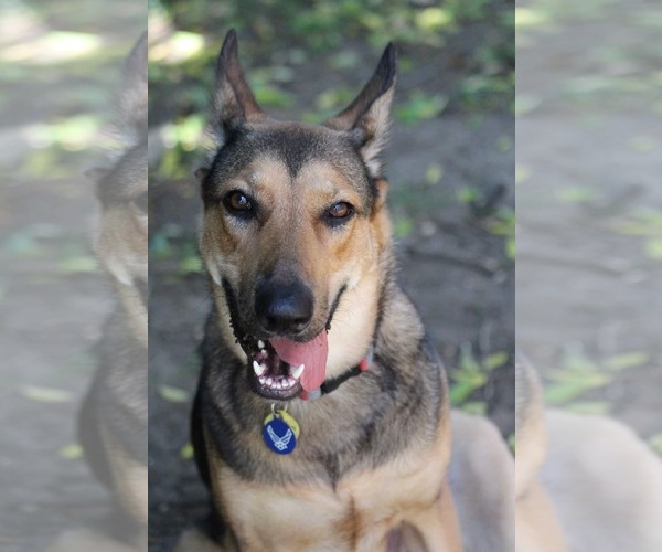 Medium Photo #2 German Shepherd Dog Puppy For Sale in Montgomery, AL, USA