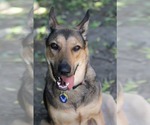 Small #1 German Shepherd Dog