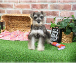 Small #4 Schnauzer (Miniature)