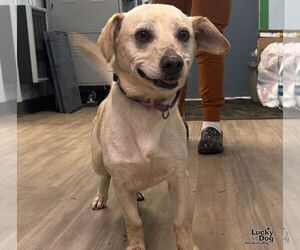 Dachsador Dogs for adoption in Washington, DC, USA