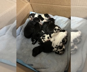 Australian Shepherd Litter for sale in MOUNT PLEASANT, TX, USA
