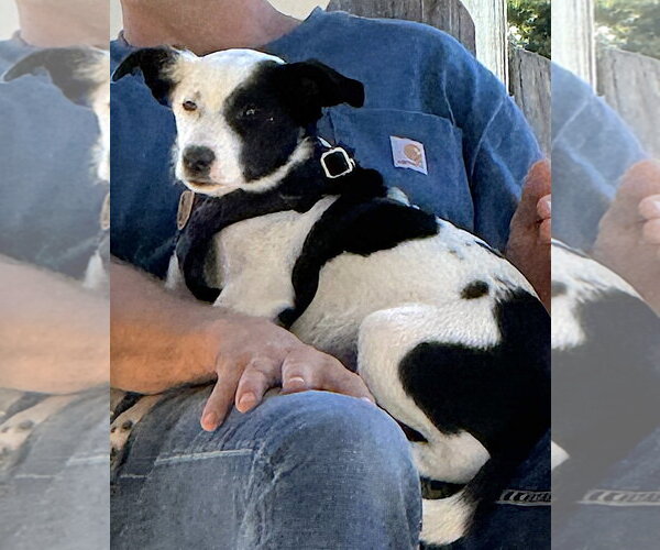 Medium Photo #4 Border Collie-Unknown Mix Puppy For Sale in Mount Airy, NC, USA