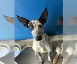 Texas Heeler-Unknown Mix Dogs for adoption in Visalia, CA, USA