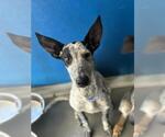 *FATE - Female Texas Heeler-Unknown Mix Dog for Adoption - Small photo