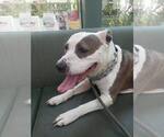 Small #3 American Pit Bull Terrier Mix