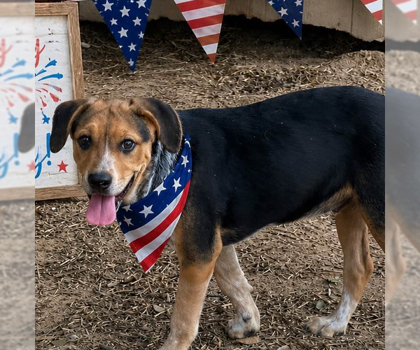 Medium Photo #2 Australian Shepherd Puppy For Sale in Yardley, PA, USA
