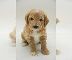 Small #3 Goldendoodle (Miniature)