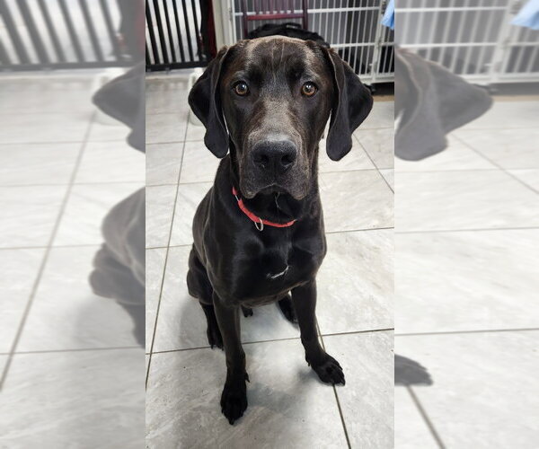 Medium Photo #1 Great Dane-Labrador Retriever Mix Puppy For Sale in Walnutport, PA, USA