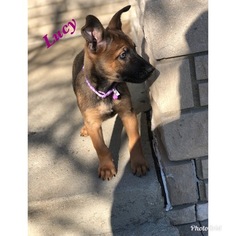 Belgian Malinois Puppy for sale in COLUMBUS, OH, USA