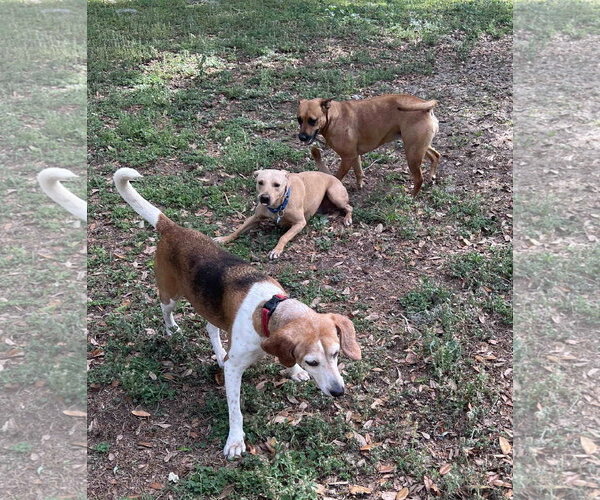 Medium Photo #8 Beagle Puppy For Sale in Tampa, FL, USA