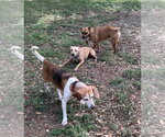 Small #7 Beagle