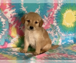 Golden Retriever Puppy for sale in LANCASTER, PA, USA