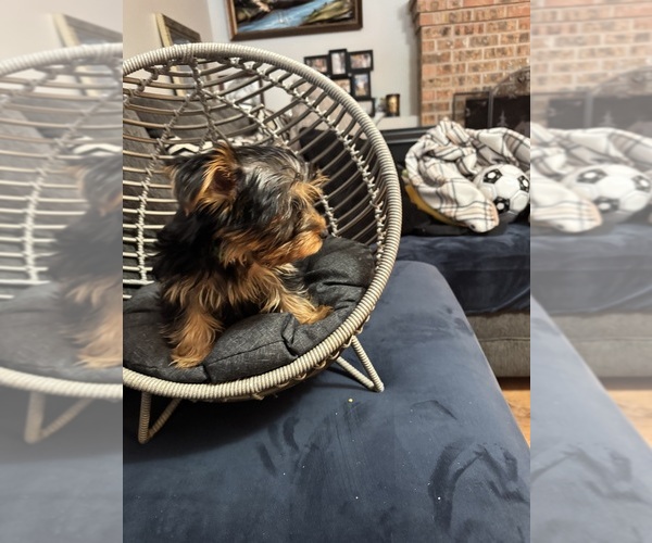 Medium Photo #13 Yorkshire Terrier Puppy For Sale in PORTLAND, OR, USA