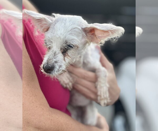 Medium Photo #2 Maltipoo (Miniature) Puppy For Sale in Dana Point, CA, USA