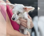 Small #1 Maltipoo (Miniature)