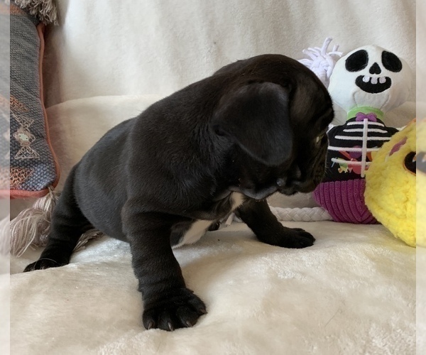 Medium Photo #12 French Bulldog Puppy For Sale in JOHNS ISLAND, SC, USA