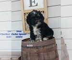 Small Photo #2 Cocker Spaniel Puppy For Sale in TOPEKA, IN, USA