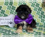 Small Photo #1 Cavapoo Puppy For Sale in LANCASTER, PA, USA